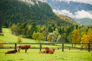 Cows grazing. Beautiful green grass meadow with wooden fence in the Alps. Colorful scenic background.