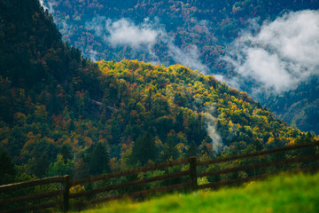 Amazing view of Slovenian forests and meadow near Bled, Slovenia.