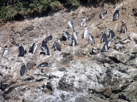 pinguins in reservation punihuil on chiloe island in chile