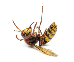 Dying Hornet on its back, isolated on white