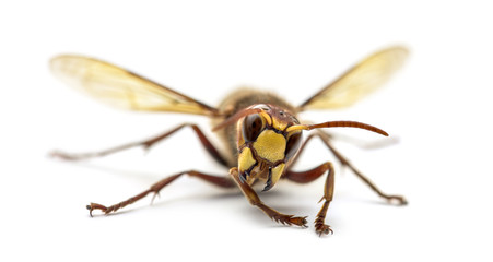 Front view of an Hornet, isolated on white