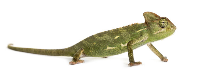 Chameleon in front of a white background