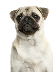 Close-up of a Pug in front of a white background
