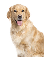 Golden Retriever sticking the tongue out, isolated on white