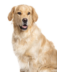 Golden Retriever sticking the tongue out, isolated on white