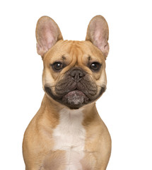 Close up of a French Bulldog, isolated on white