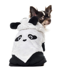 Back view of a dressed Chihuahua, isolated on white