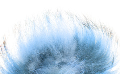 blue fur on a white background