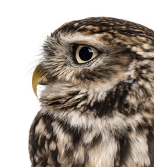 Close-up of a Little owl (Athene noctua) 