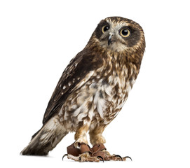 southern boobook (Ninox boobook)with jesses