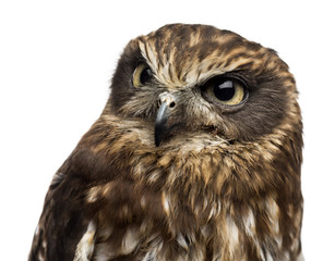 Close-up of a Southern boobook (Ninox boobook)