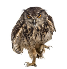 Eurasian eagle-owl (Bubo bubo) walking