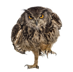 Eurasian eagle-owl (Bubo bubo) walking