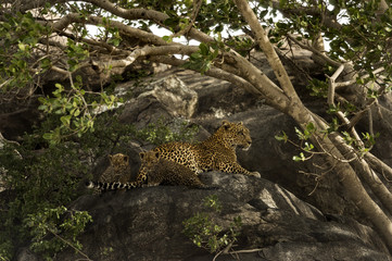 Fototapeta na wymiar Mother Leopard with two cubs in Tanzania, Serengeti Park