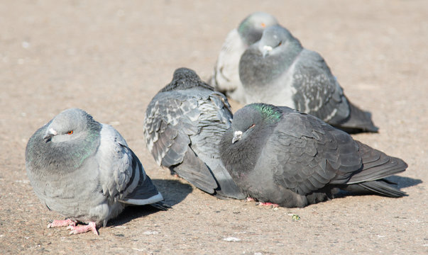 Pigeons on the pavement