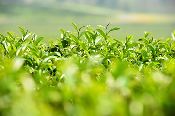 Tea plantation in Chiang Rai, Thailand 