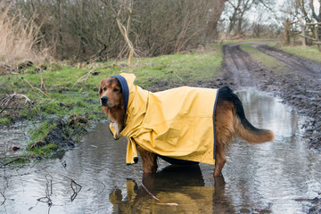 Hund im Regenmantel steht in einer großen Pfütze © Sabine Schönfeld