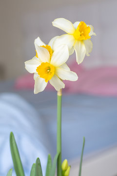 daffodil. spring flowers . color image with space for text