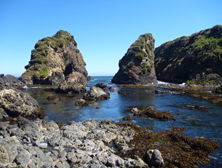 Fototapeta na wymiar pinguin reservation islotes de punihuil on chiloe island in chile