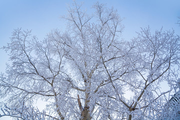 Tree branches and trees covered with frost and snow