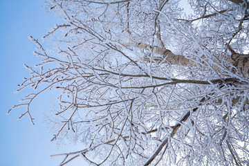 Tree branches and trees covered with frost and snow