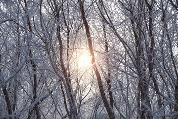 Winter sun shines through the snow covered tree branches