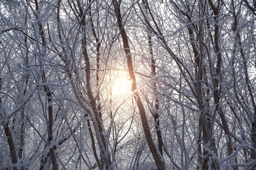 Winter sun shines through the snow covered tree branches