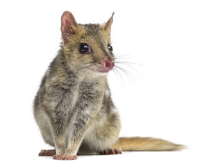 Quoll sitting, isolated on white