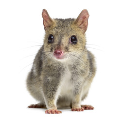 Quoll looking at the camera, isolated on white
