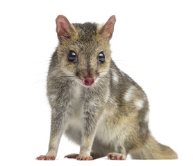 Quoll looking at the camera, isolated on white