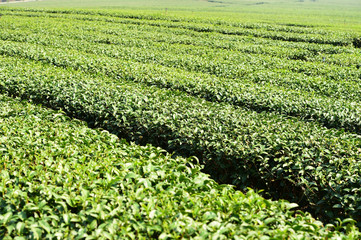 Tea plantation in Chiang Rai, Thailand 