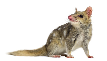 Quoll looking away, isolated on white