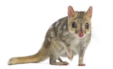 Quoll with leg up, isolated on white