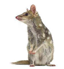 Quoll standing up and looking away, isolated on white