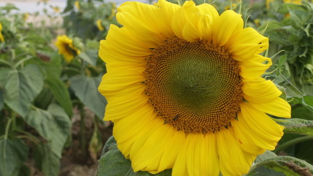 Beautiful sunflower blooming and insect, stock video