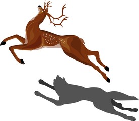 Fototapeta na wymiar Running deer and wolf pursuits Scene from wildlife.