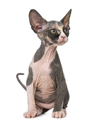 Sphynx kitten sitting and looking away, isolated on white
