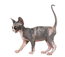 Shy Sphynx kitten walking and meowing, isolated on white