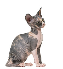 Sphynx kitten sitting, isolated on white