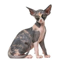 Sphynx kitten looking at the camera, isolated on white