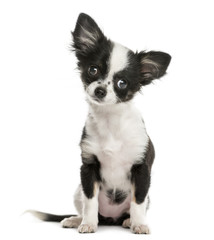 Chihuahua sitting in front of a white background