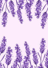 lavender flower background