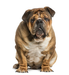 English Bulldog siting in front of a white background