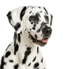 Close-up of a Dalmatian in front of a white background