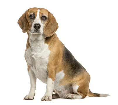 Beagle sitting in front of a white background