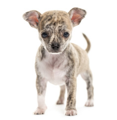 Chihuahua puppy in front of a white background