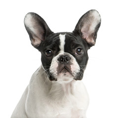 Close-up of a French Bulldog in front of a white background
