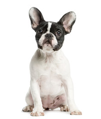 French Bulldog sitting in front of a white background