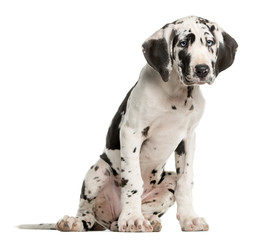 Great Dane puppy sitting in front of a white background