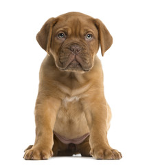 Dogue de Bordeaux puppy sitting in front of a white background